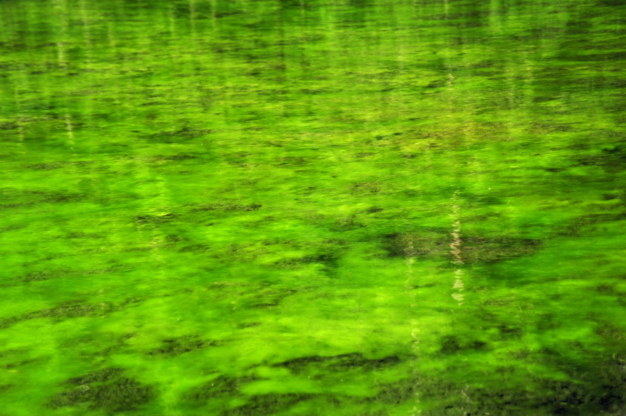 Green algae in lake