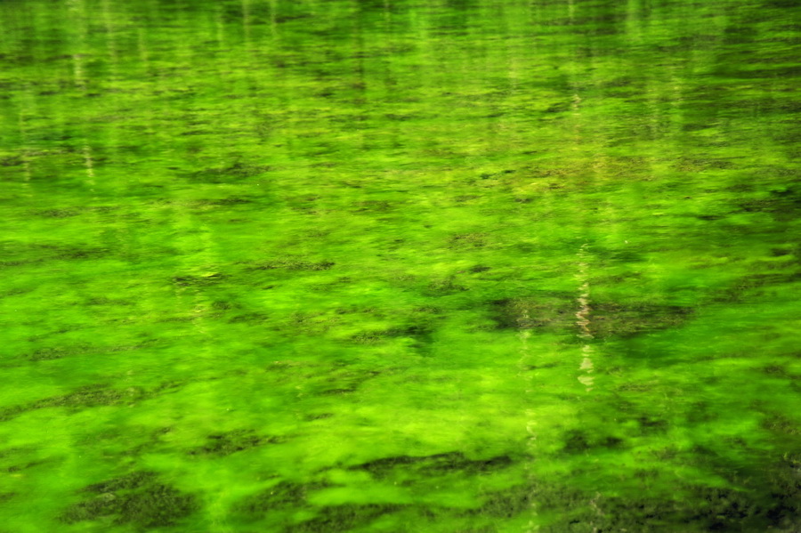 Grüne Algen im See